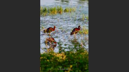 Glossy Ibis