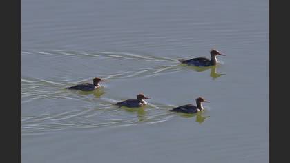 Red-breasted Merganser