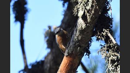 Eurasian Nuthatch
