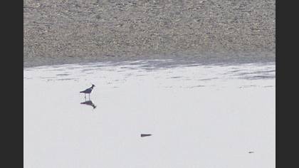 Northern Lapwing
