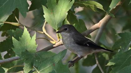 Semicollared Flycatcher