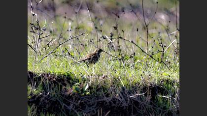 Meadow Pipit