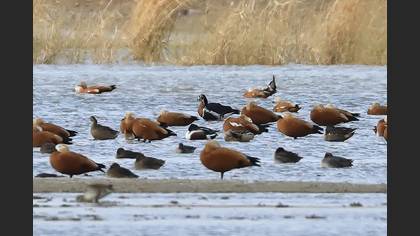 Red-breasted Goose