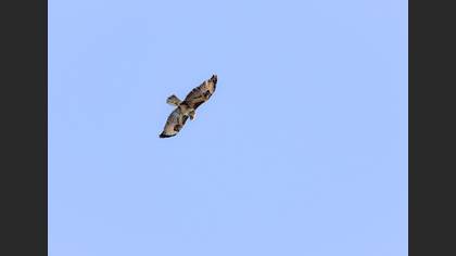 Common Buzzard