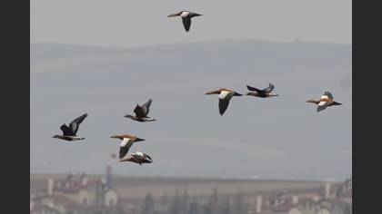 Red-breasted Goose