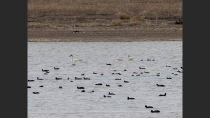 Tundra Swan