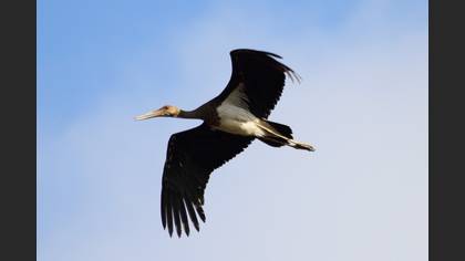 Black Stork