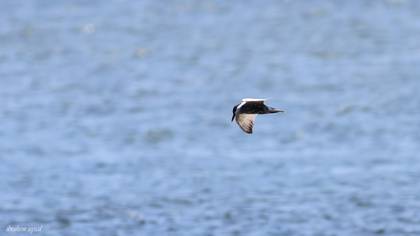 Whiskered Tern