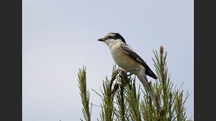Maskeli örümcekkuşu