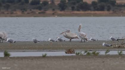 Tepeli pelikan