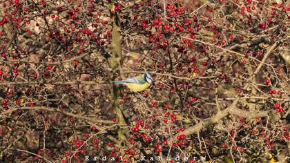 Eurasian Blue Tit