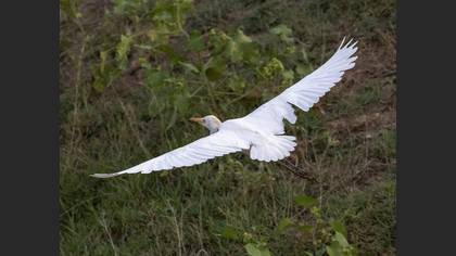Sığır balıkçılı