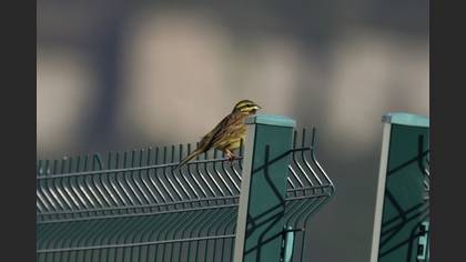 Cirl Bunting