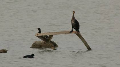 Great Cormorant