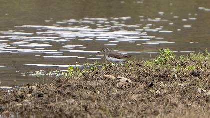 Green Sandpiper