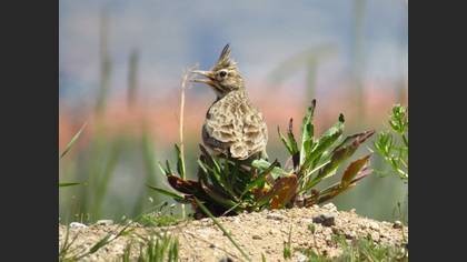 Crested Lark