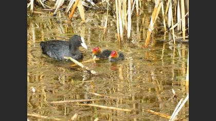 Eurasian Coot