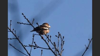 Hawfinch