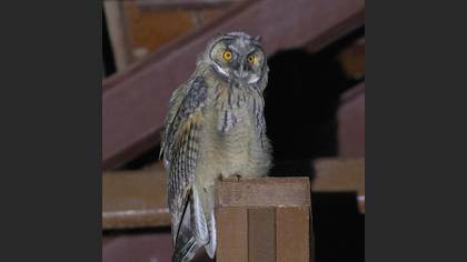 Long-eared Owl