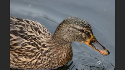 Mallard