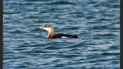 Black-throated Loon