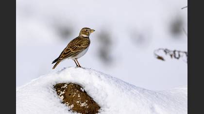 Calandra Lark