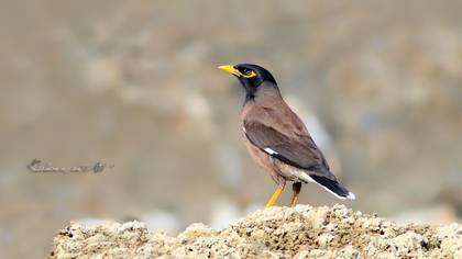 Common Myna