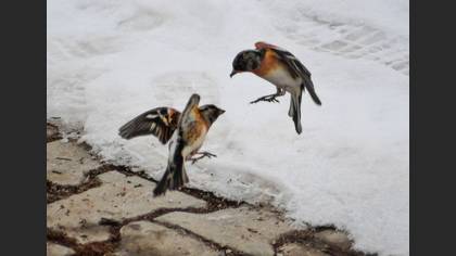 Brambling