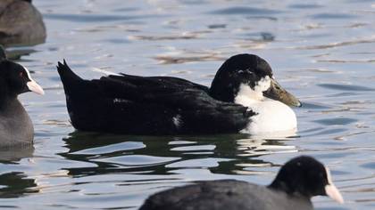Tanımsız