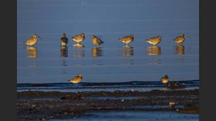 Eurasian Curlew