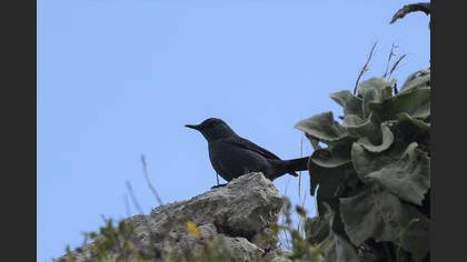 Blue Rock Thrush