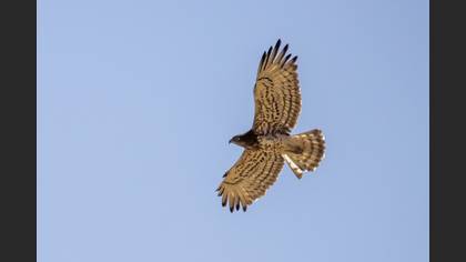 Short-toed Snake Eagle