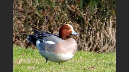Fiyu