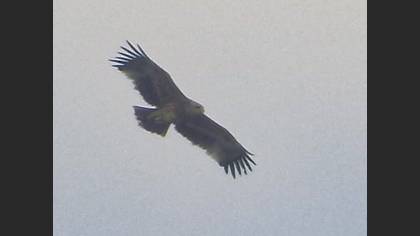 Şah kartal