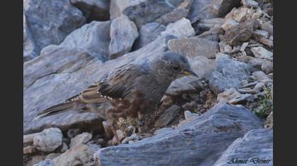 Alpine Accentor