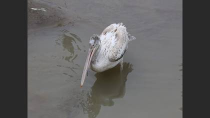 Dalmatian Pelican