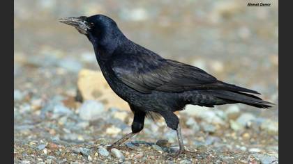 Rook