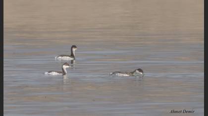 Black-necked Grebe