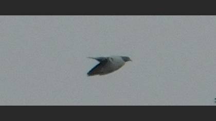 Stock Dove