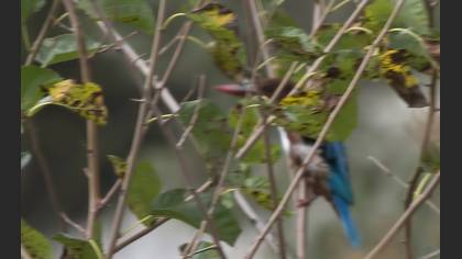 White-throated Kingfisher