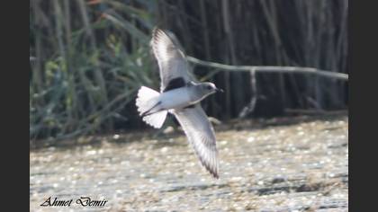 Grey Plover
