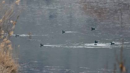Eurasian Coot
