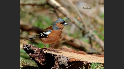 Common Chaffinch