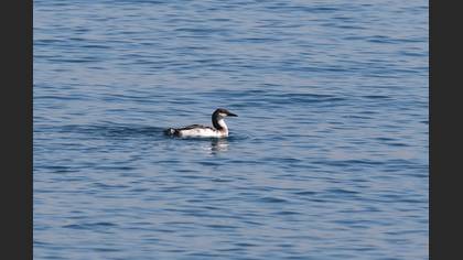 Black-throated Loon