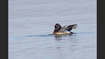 Tufted Duck