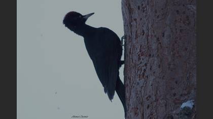Black Woodpecker