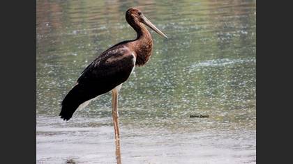 Black Stork