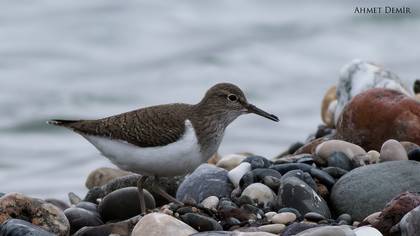 Common Sandpiper