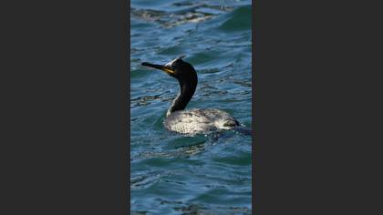 European Shag