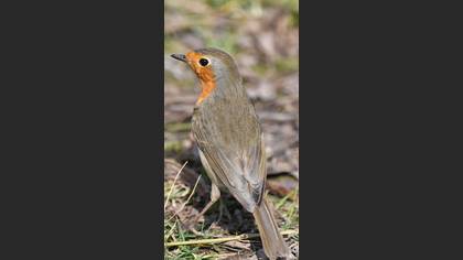 European Robin